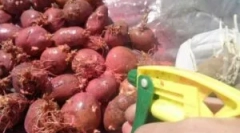 Картопляне лікування перед посадкою