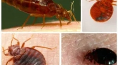 Обробна квартира від bedbugs спеціалізованою організацією
