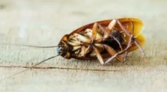 Лікування холодного туману