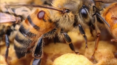 Поворотне лікування бджоли