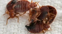 Обробка номера з гарячого туману