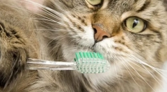 Загальна гігієна для кішок