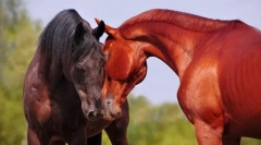 Різання коней між собою