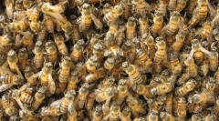 Громадські комахи