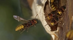 Загальнодоступний oss