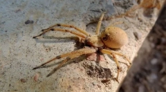 Загальні ознаки студентної структури