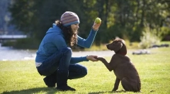 Основні команди підготовки цуценя