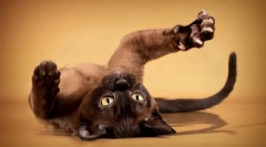 Звичайні прищіпки допомагають мені самотньо нарізати кігтями до мого бойком кота