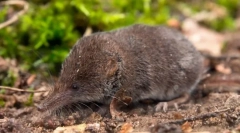 Звичайна барозубка