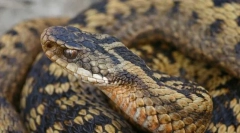 Звичайний гадук