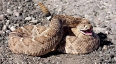 Звичайна змія