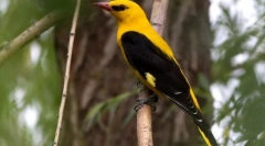 Звичайна ivolga