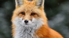 Звичайна лисиця (red liser)