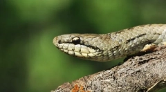 Звичайний медіан