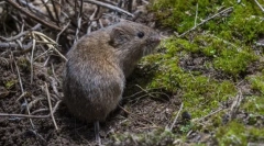 Звичайна полевка