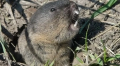 Звичайна slepushonka