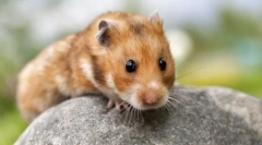 Звичайний хамсман