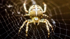 Звичайний хрест