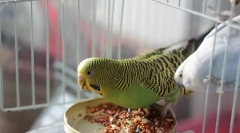 Хвилястий огляд кормів