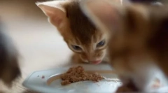 Поворотний огляд для катсів