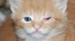 Огляд найбільш поширених захворювань очей у кішок