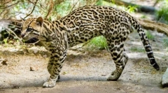 Ocelot (фотографії): dalitz dali та інші вентилятори екзотичні