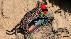 Оцелот - найкрасивіша кішка у світі