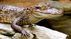 Можливий кайман