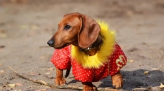 Собака одяг: історія собачих мод
