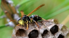 Одиночна оска