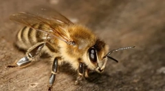 Одномісні бджіл