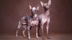 Один мільйон: 9 порід собак, що належать до ультра-кінця