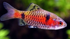 Пожежа барбуса