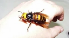 Величезний і небезпечний oss для людини