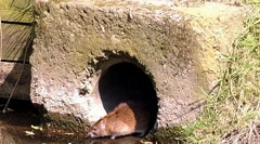 Величезні мутантні щури затоплені у великобританії