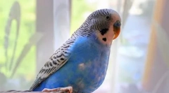 О, ці пернаті танцюристи: відео, де папуга танцює індійський танець