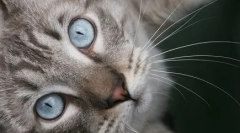 Має азлес: блакитноокий диво