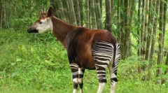 Ога - лісовий жираф від легенд