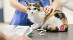 Кішка першої допомоги