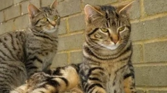 Color tabby: розкрийте всі секрети