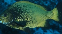 Окуньподібна риба