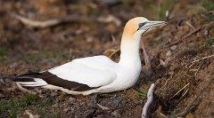 Олуша австралійська