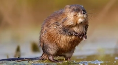 Ondatra (фото) - рекламний плавець гризун