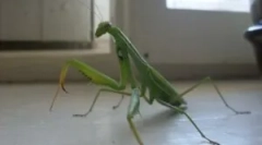 Це мантіс небезпечний для людини?