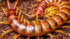 Лі кусати свитки?