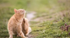 Незалежно від того, чи потрібна кліща кота для чоловіка?