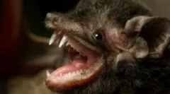 Це небезпечно для людини кажанів?