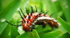 Небезпечні та отруйні метелики та гусениці