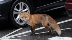 Небезпечні тварини з найбільш нешкідливою і милою зовнішністю