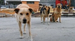 Небезпечні тварини